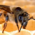 راهنمای زنبورداران برای استفاده از اسید اگزالیک