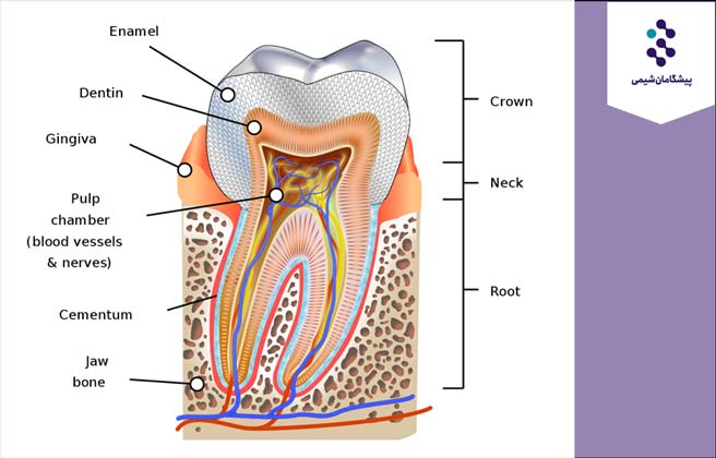 کاربرد edta در دندانپزشکی
