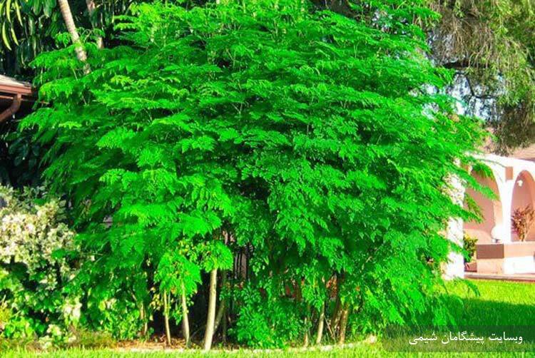 مورینگا اولیفرا یک درخت معجزه‌آسا